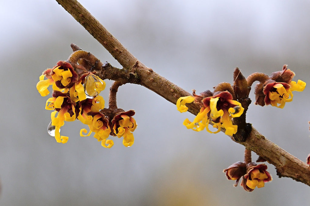 Branch containing witch hazel flower